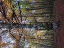 Arbre marié